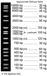 ALL PURPOSE HI-LO� DNA MARKER (BN2050)
WIDE RANGE: 50 bp - 10 kbp, with evenly spaced bands
EASY TO READ: Doublet bands at 1400 & 1550 bp with double intensity bands at 500, 1000, and 2000 bp
STABLE: This DNA Size Marker is storable at room temperature for two or more years
READY TO USE: Perfect standard for approximate dna quantification