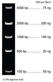 DNA MASS MARKER (BN2055)
Quantitative Plasmid DNA Ladder. 
MEDIUM RANGE: 100 bp - 4,000 bp, with evenly spaced bands
SIMPLE: Easy to remember and recognize band sizes
STABLE: This PCR DNA Ladder is storable at room temperature for two or more years
READY TO USE: Perfect standard for accurate dna quantitation